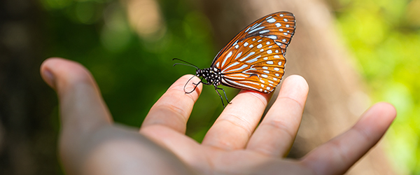 Butterfly Moments
